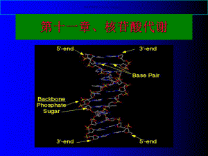 生物化学核酸分解代谢课件.ppt