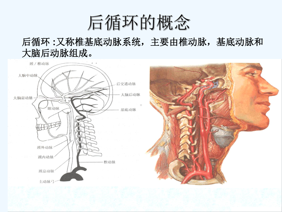 后循环缺血-PPT课件.ppt_第2页