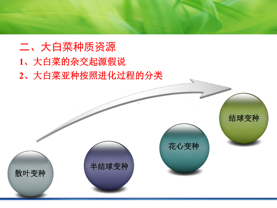 第一章-大白菜育种分析课件.ppt_第3页