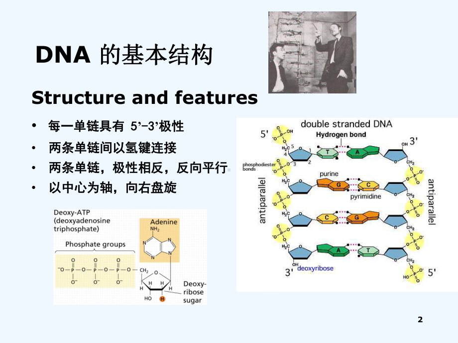 分子克隆常用工具酶-PPT课件.ppt_第2页