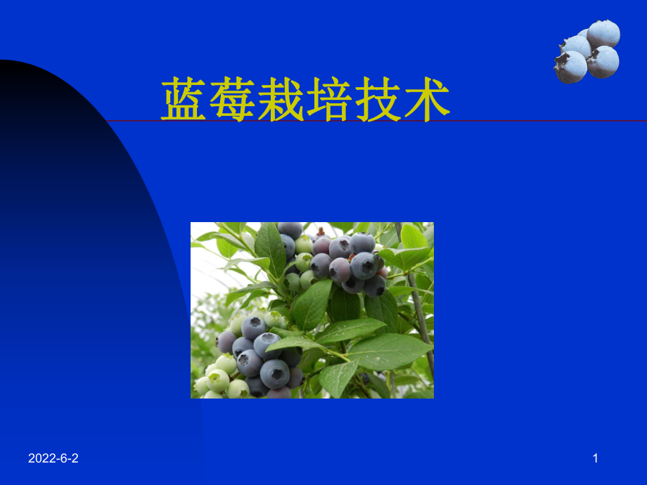 蓝莓栽培技术.ppt课件.ppt_第1页