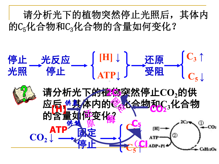 光合作用中的图形分析课件.ppt_第2页