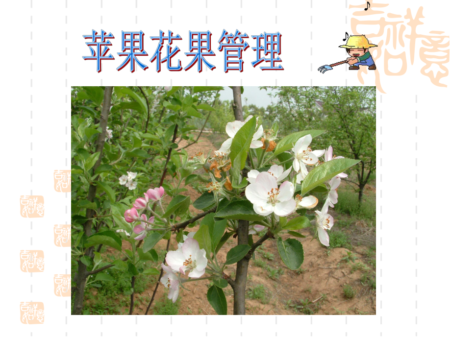 第三讲-苹果花果管理课件.ppt_第2页