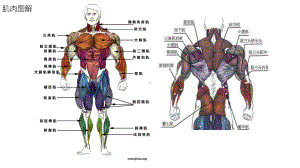 健身图解动图gif完整-胸大肌-胸肌中缝-腹课件.pptx