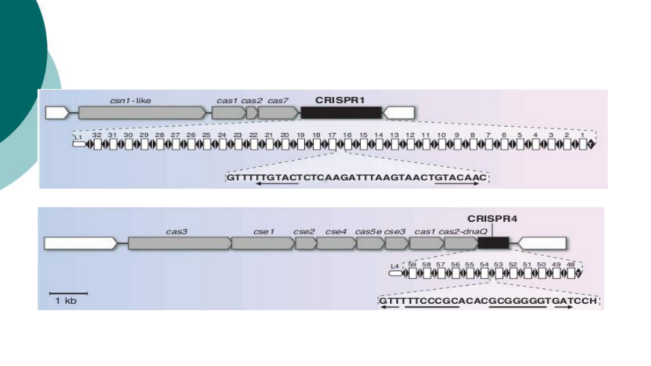 Cas9技术课件.ppt_第3页