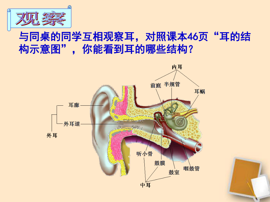 听觉的形成上课用的-共33页课件.ppt_第2页