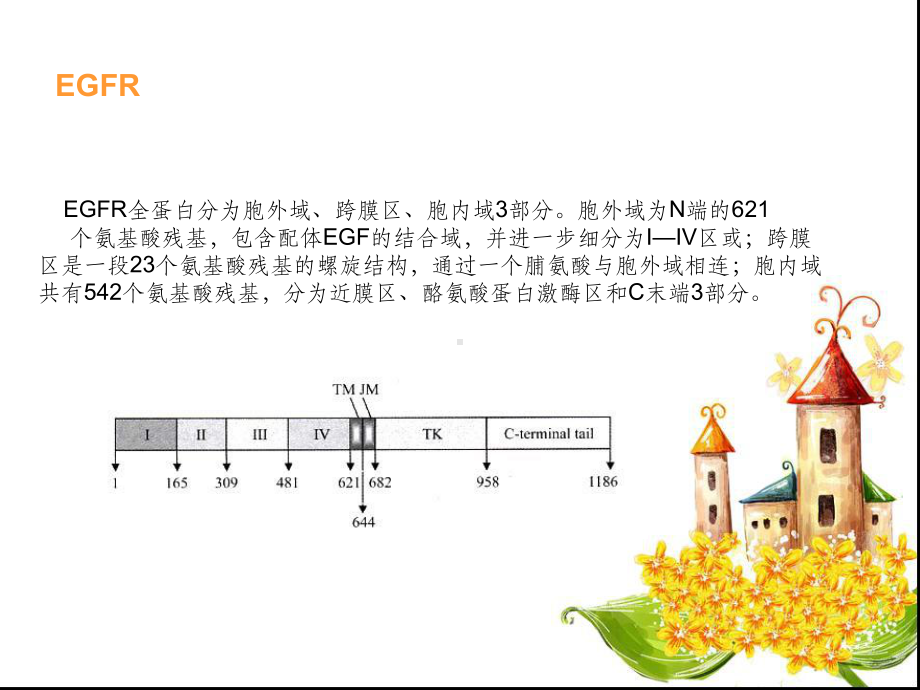 EGFR信号通路课件.ppt_第3页