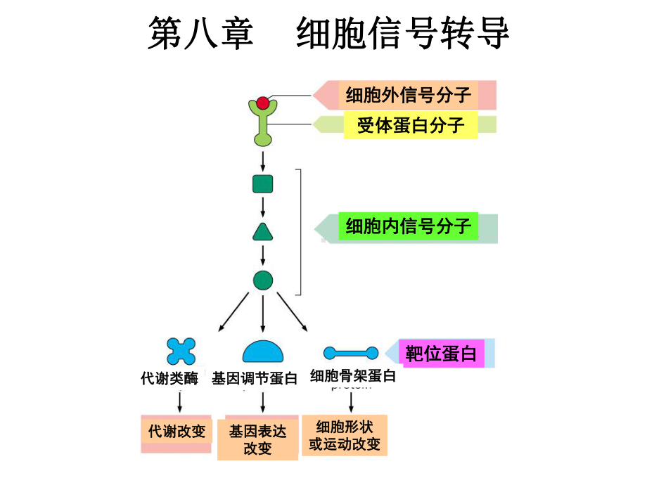 细胞生物学第八章-细胞信号转导课件.ppt_第1页