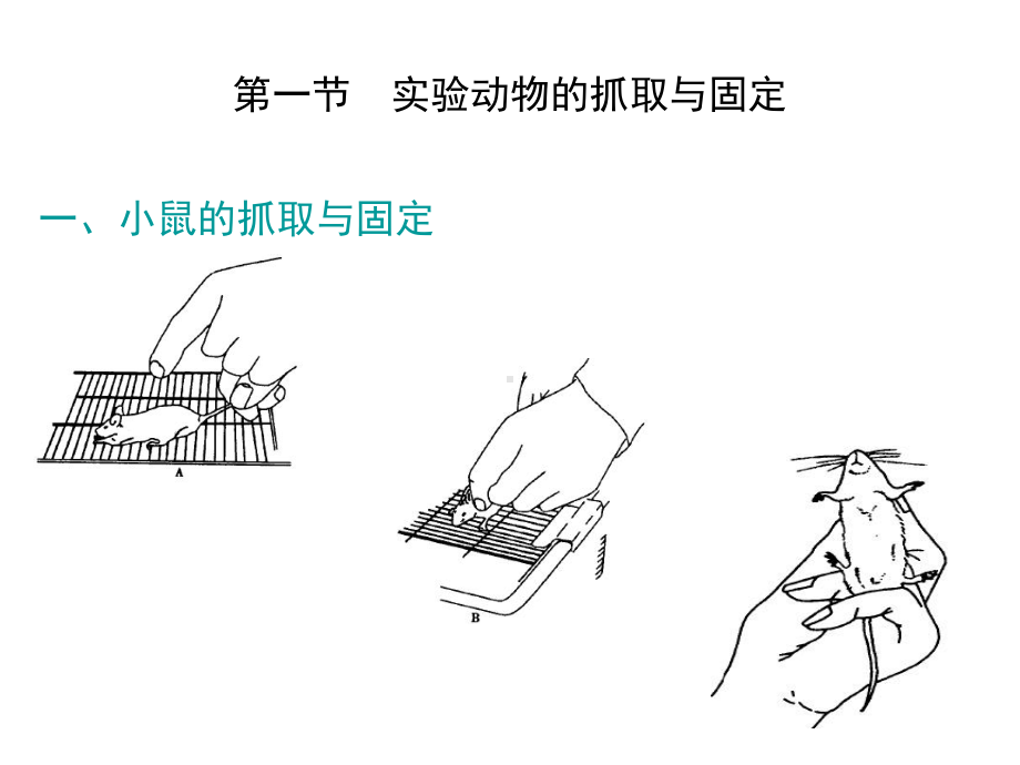 动物实验基本技术和方法课件.ppt_第1页