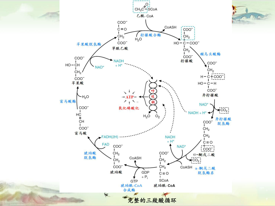 三羧酸循环@生物化学精品讲义课件.pptx_第2页