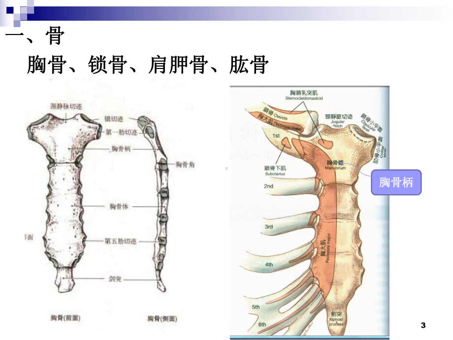 人体运动学-上肢课件.ppt_第3页