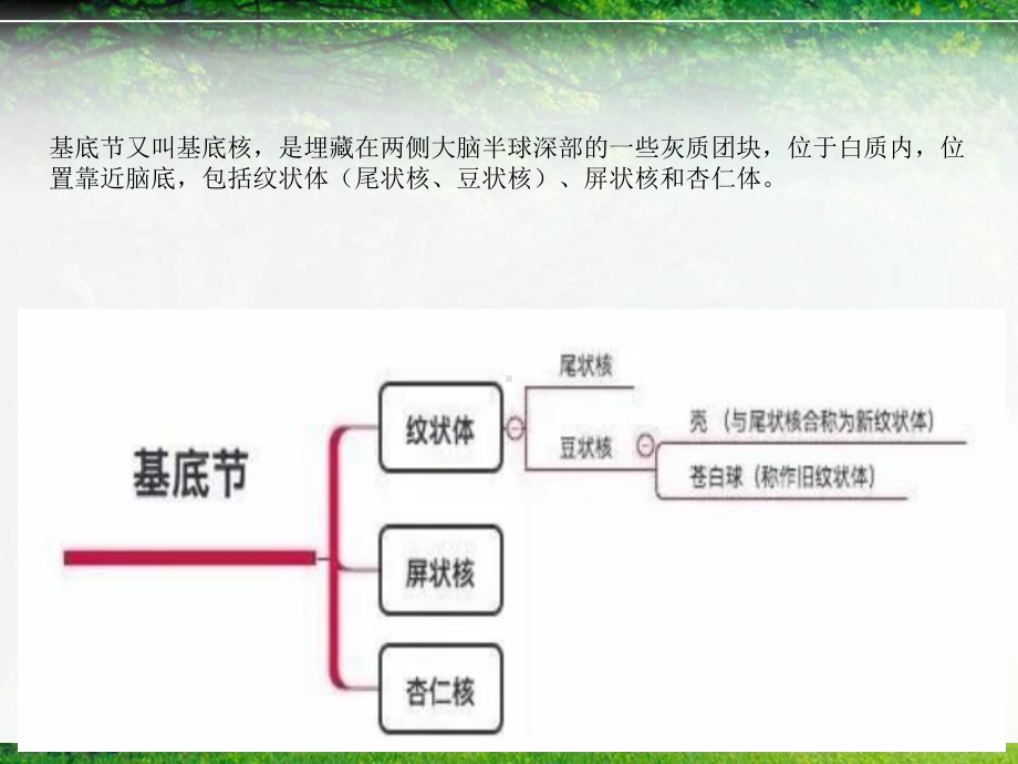 基底节、内囊结构与神经传导课件.ppt_第2页