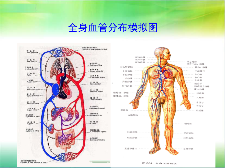 七年级下册生物血液循环课件.pptx_第2页