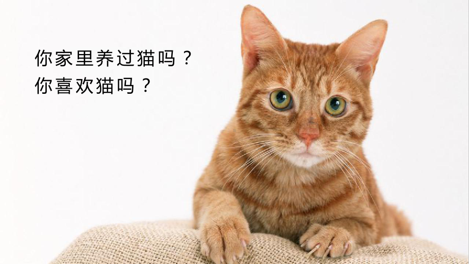 四年级语文下册 第4单元 （教学课件）13.猫.pptx_第1页