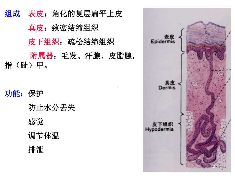 组织胚胎学皮肤PPT课件.ppt_第2页