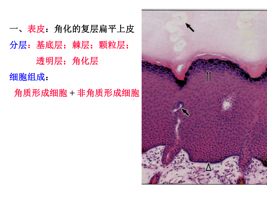 组织胚胎学皮肤PPT课件.ppt_第3页