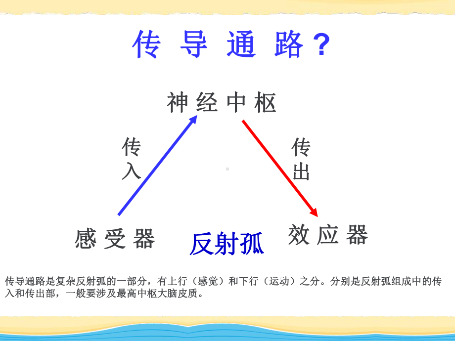 传导通路-ppt课件.ppt_第2页