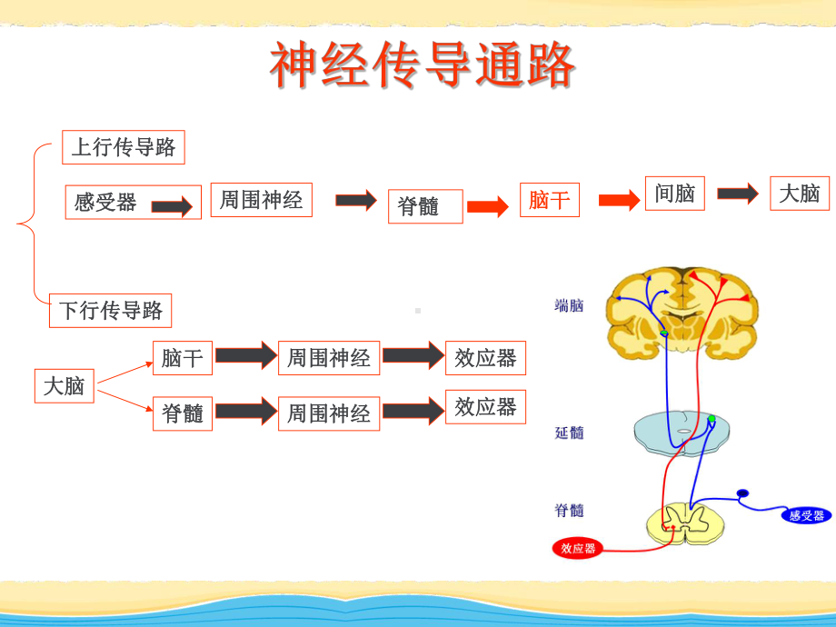 传导通路-ppt课件.ppt_第3页