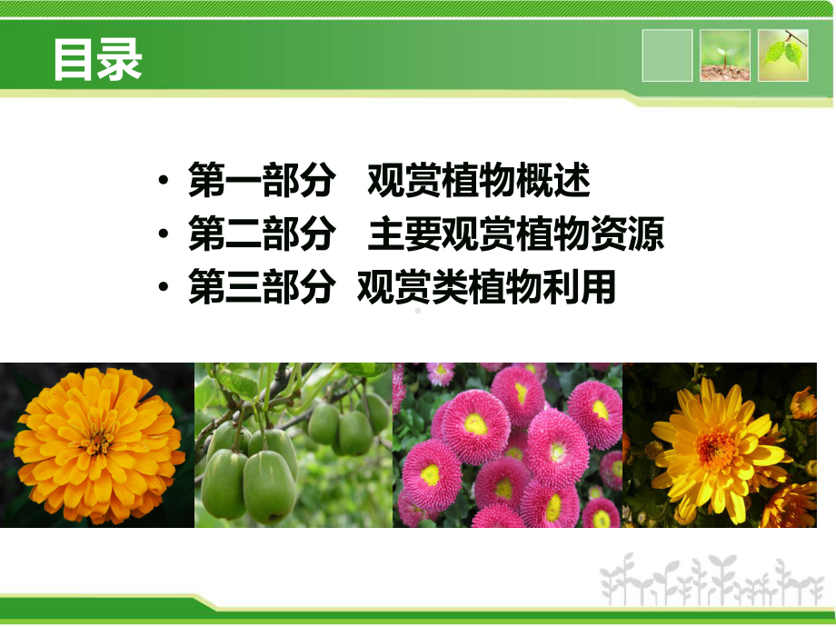 观赏类植物资源与利用-ppt课件.ppt_第2页