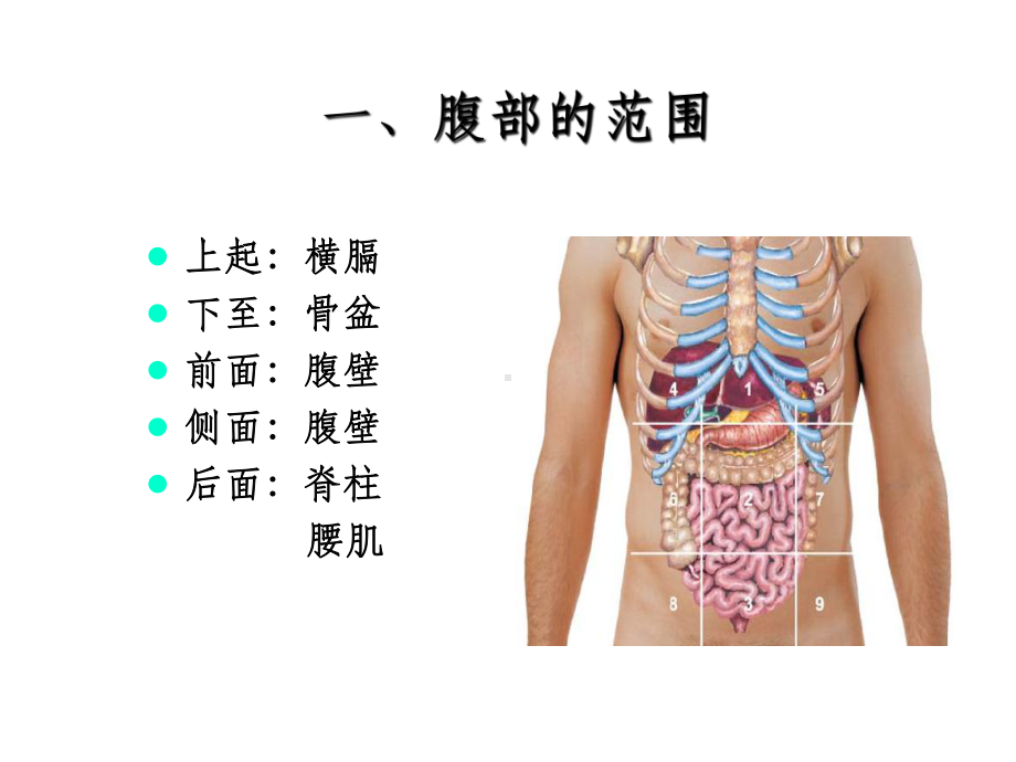 腹部体格检查完整版ppt课件.ppt_第3页