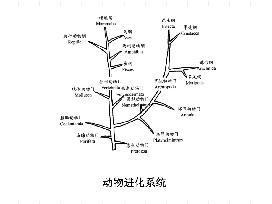 园艺作物虫害识别-ppt课件.ppt_第3页