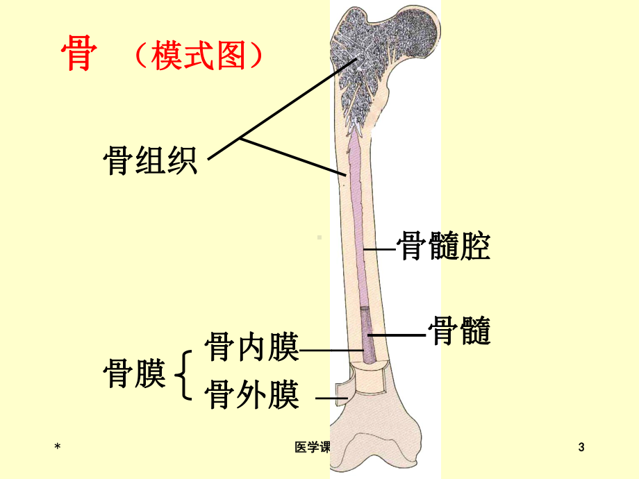 组织学与胚胎学-骨-PPT课件.ppt_第3页