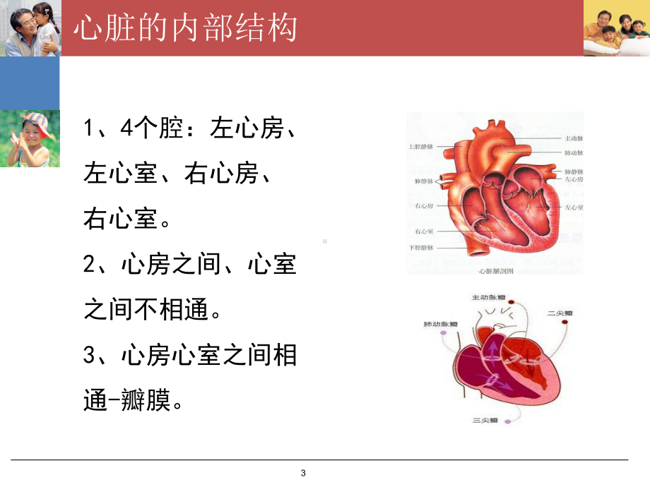 心脏的基础知识ppt课件.pptx_第3页