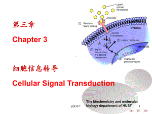 细胞信号转导-ppt课件.ppt