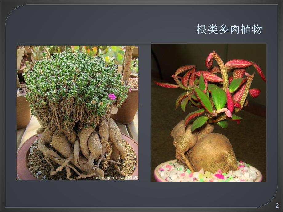 多肉植物幼儿园ppt课件.ppt_第2页