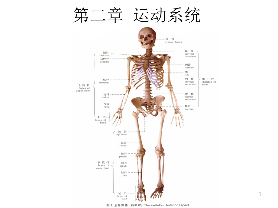 人体解剖学运动系统ppt课件.ppt_第1页