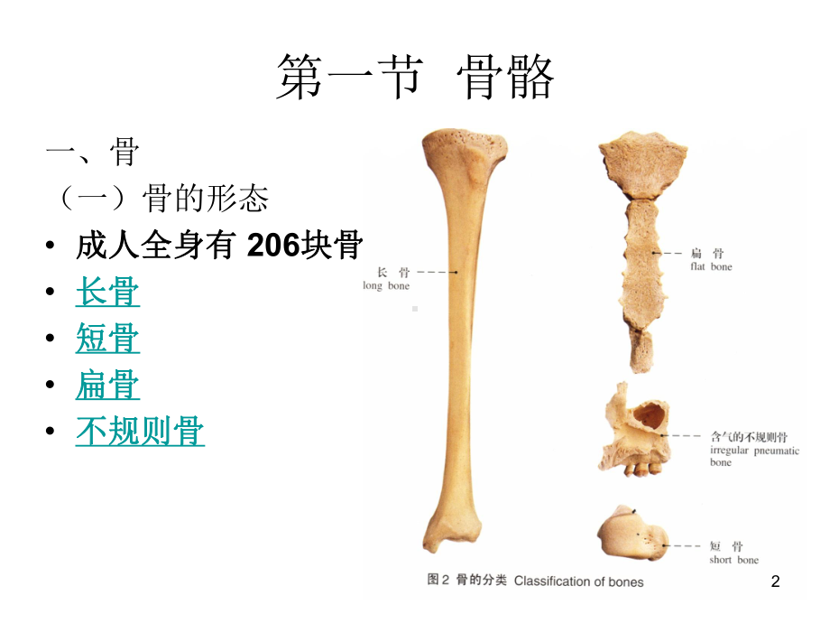 人体解剖学运动系统ppt课件.ppt_第2页