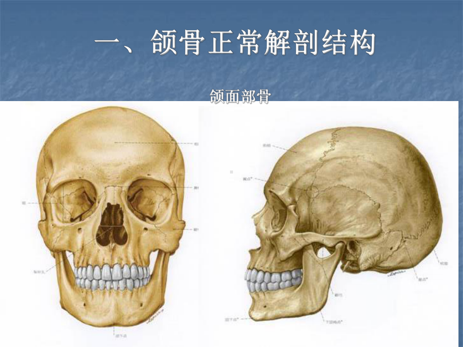 口腔种植的组织解剖学基础ppt课件.ppt_第3页