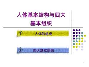 四大基本组织PPT课件.ppt