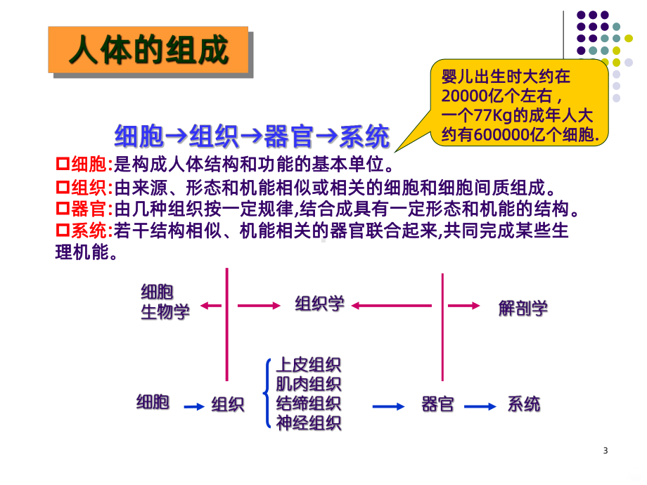 四大基本组织PPT课件.ppt_第3页