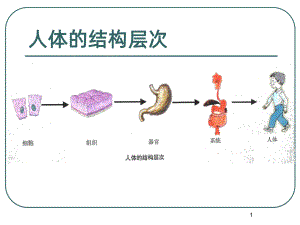 人体八大系统-运动系统-PPT课件.ppt