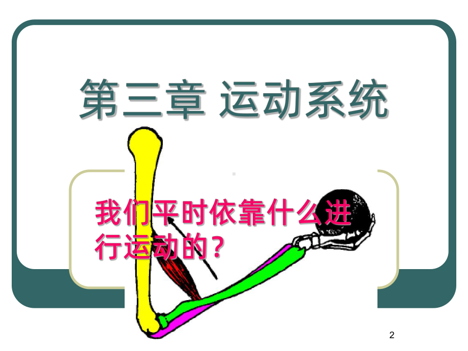 人体八大系统-运动系统-PPT课件.ppt_第2页