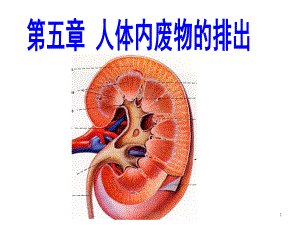 第五章人体内废物的排出-ppt课件.ppt