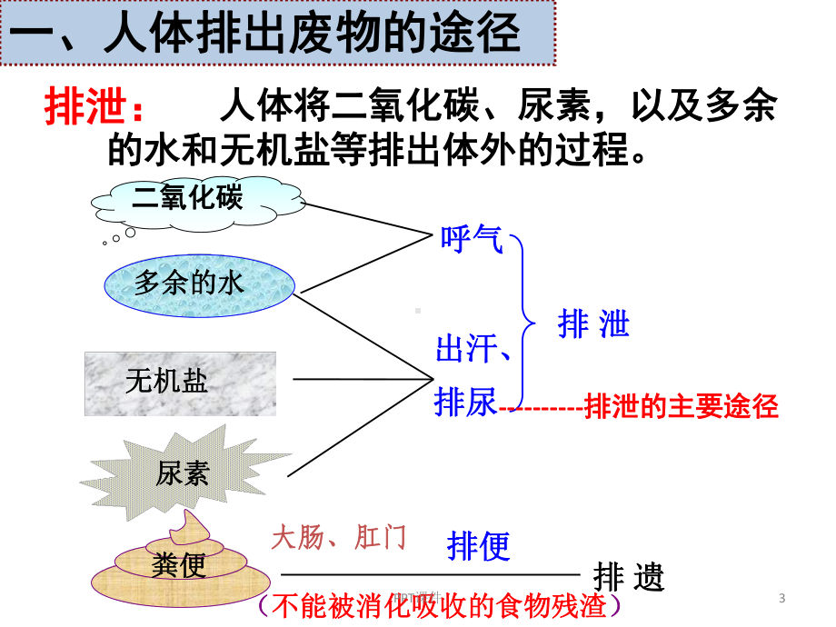 第五章人体内废物的排出-ppt课件.ppt_第3页