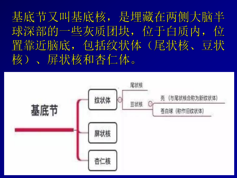 基底节解剖ppt课件.ppt_第3页