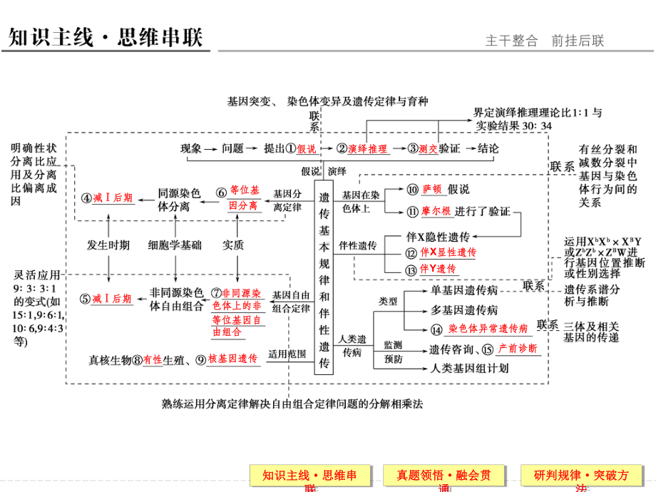 孟德尔遗传定律-二轮复习ppt课件.ppt_第3页