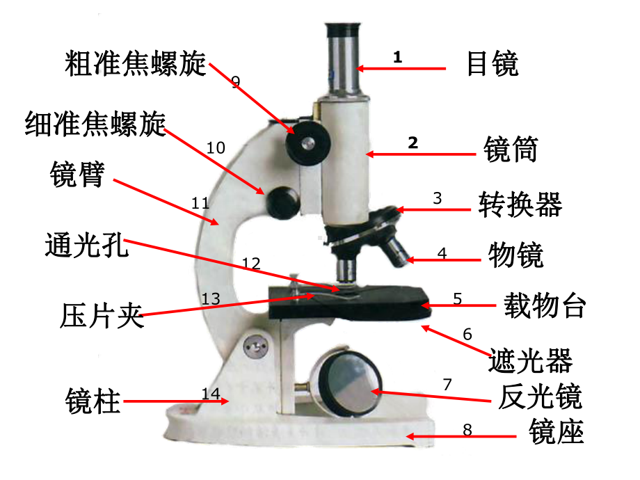 显微镜结构图及使用方法课件.pptx_第2页