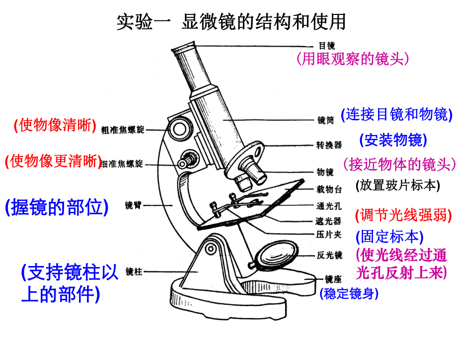 显微镜结构图及使用方法课件.pptx_第3页