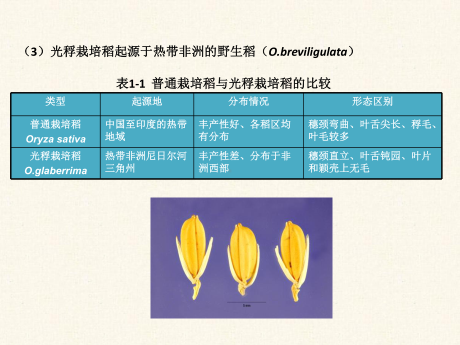 水稻栽培的生物学基础课件.ppt_第3页