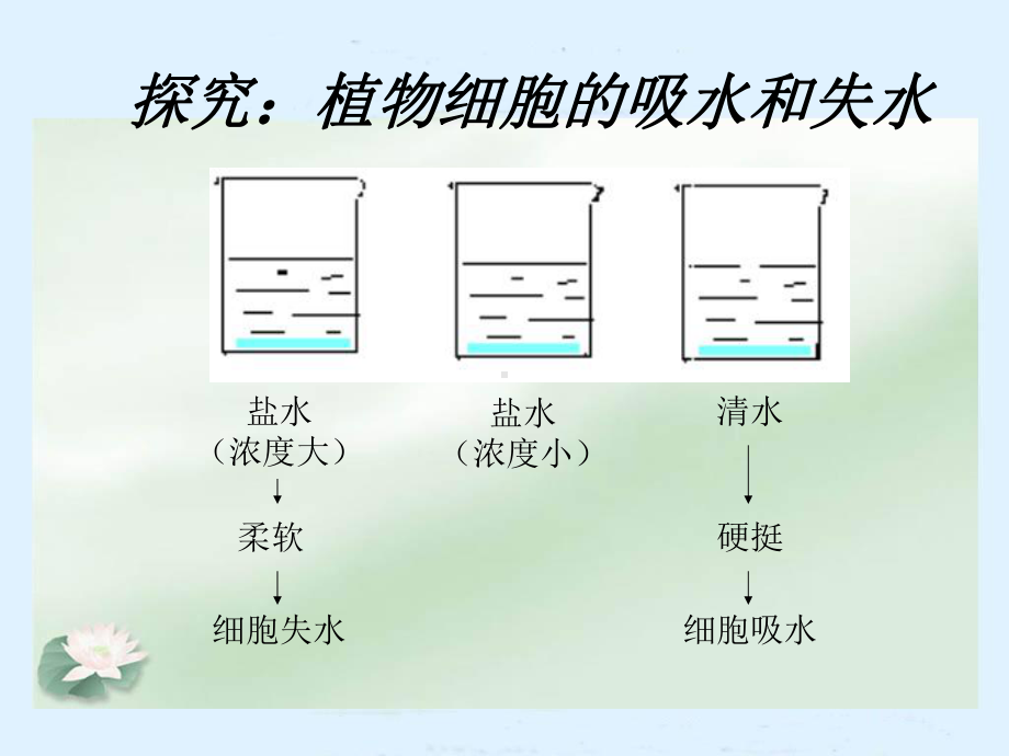 植物生长需要水和无机盐课件.ppt_第3页