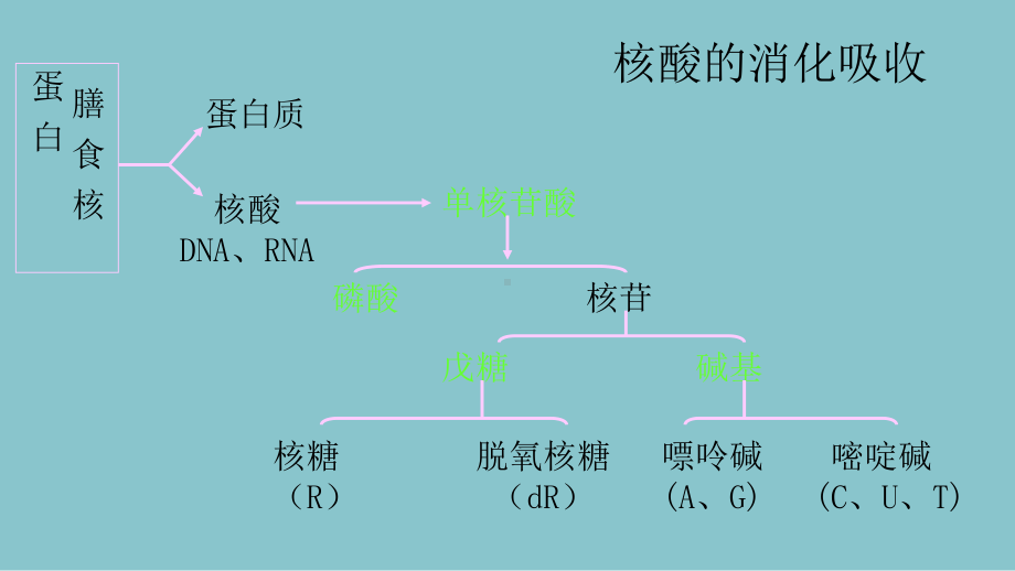 核苷酸的合成、分解课件.ppt_第2页