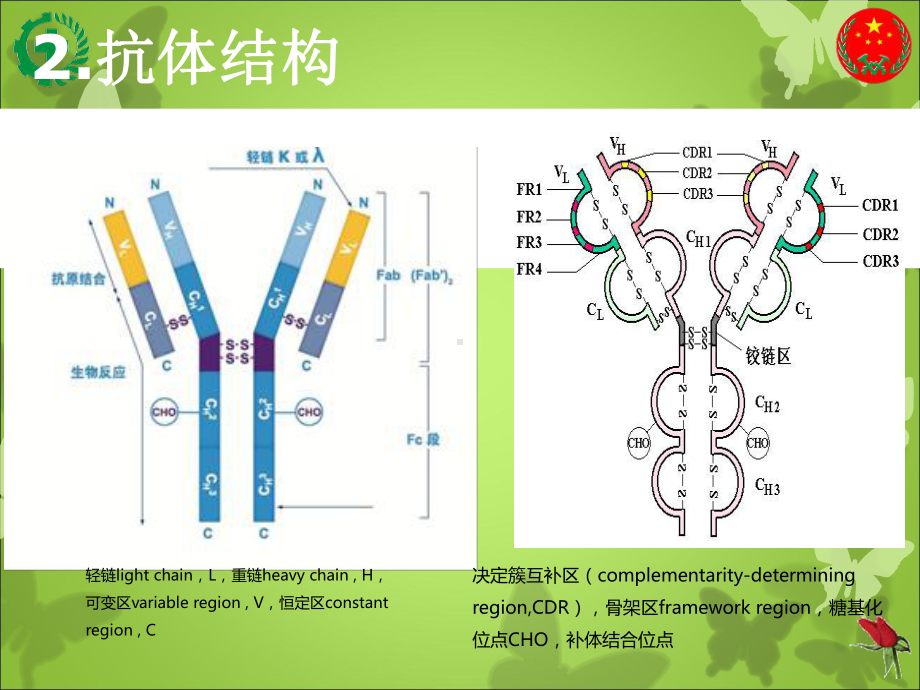 抗体类型与特点-基础知识课件.ppt_第3页