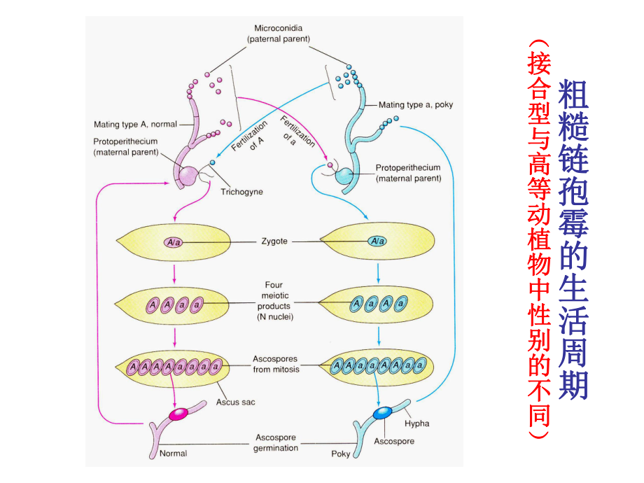 粗糙链孢霉的四分子分析课件.ppt_第3页