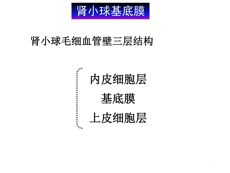 基底膜的分子组成与功能课件.ppt_第2页