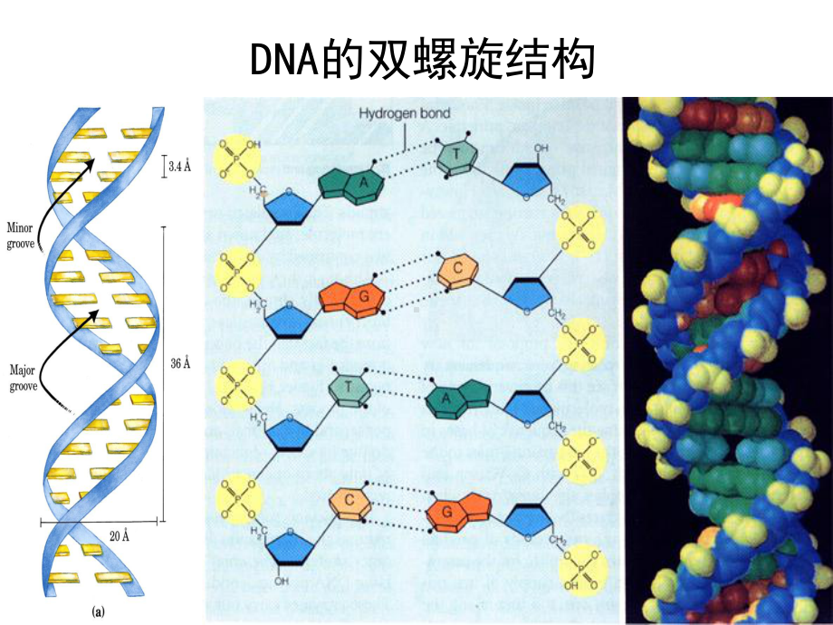 核酸和蛋白质的生物合成课件.ppt_第3页