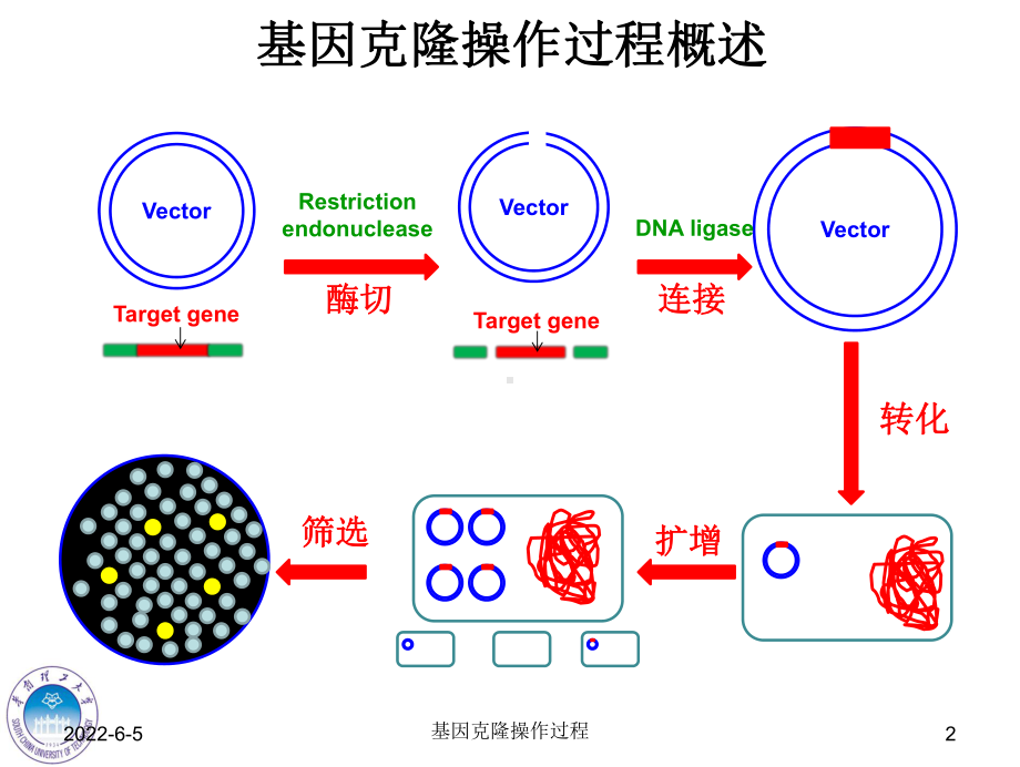 第六章基因克隆操作过程课件.ppt_第2页